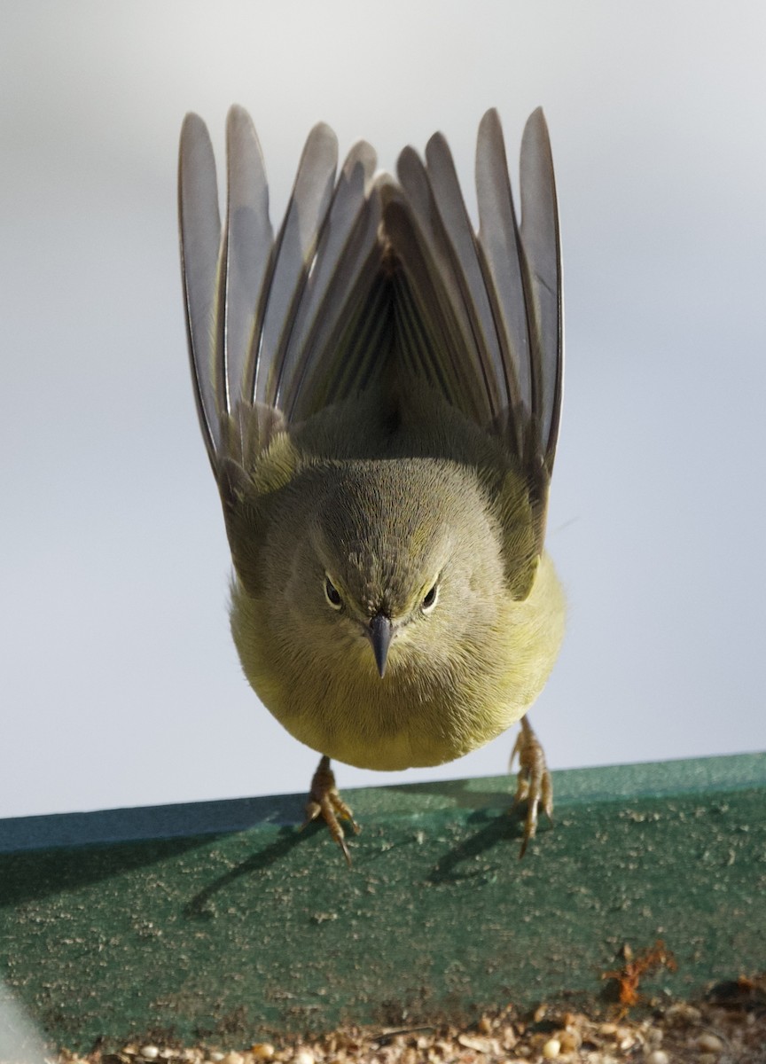 Turuncu Taçlı Ötleğen - ML646668426