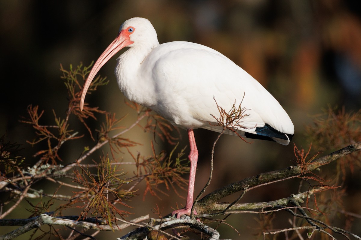 White Ibis - ML646668428