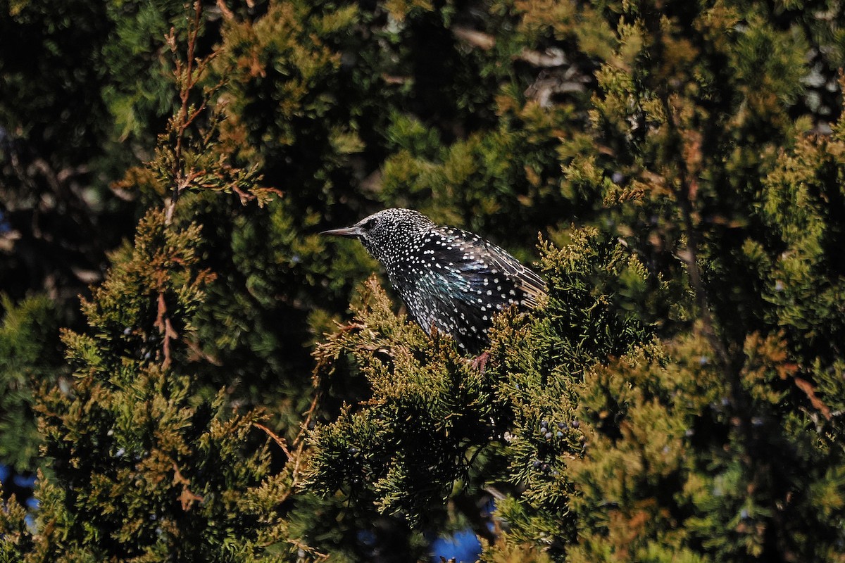 Storno - ML646668430