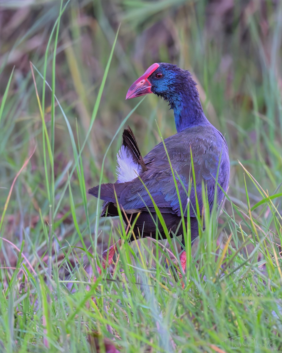 African Swamphen - ML646668431