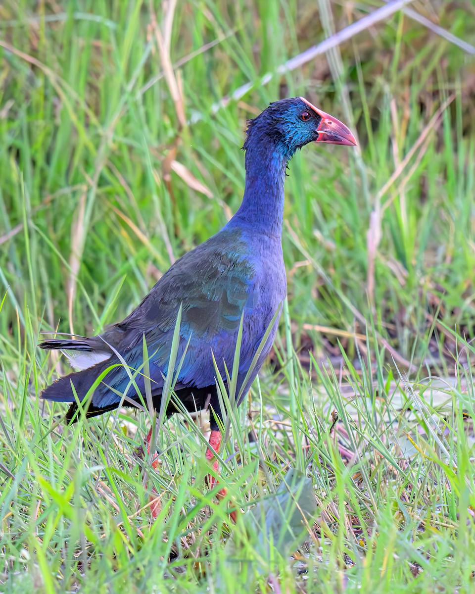 African Swamphen - ML646668432