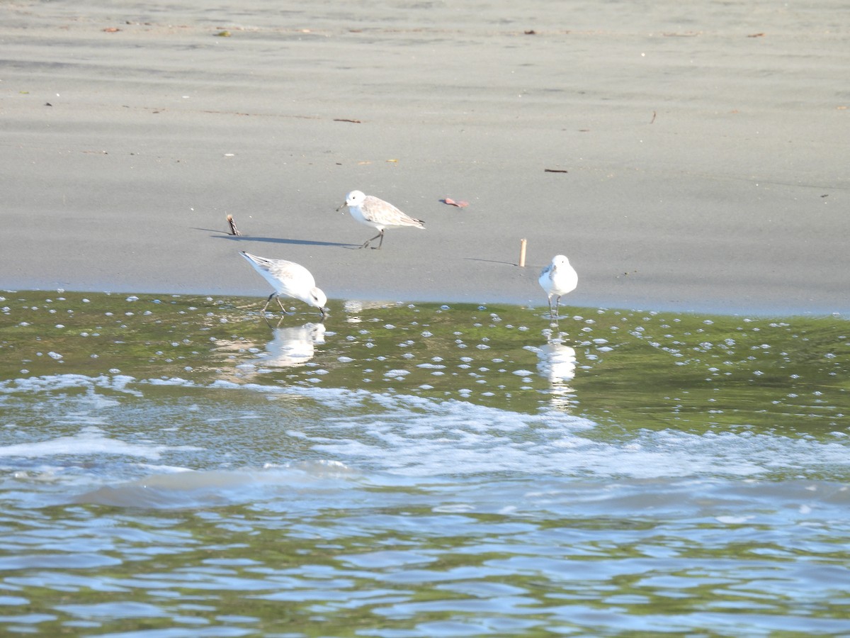 Sanderling - ML646668433