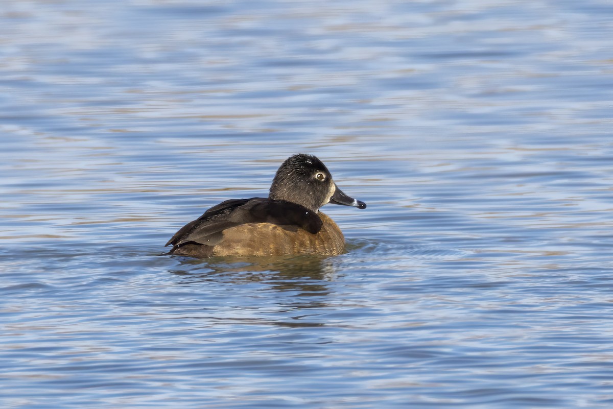 Ringschnabelente - ML646668437