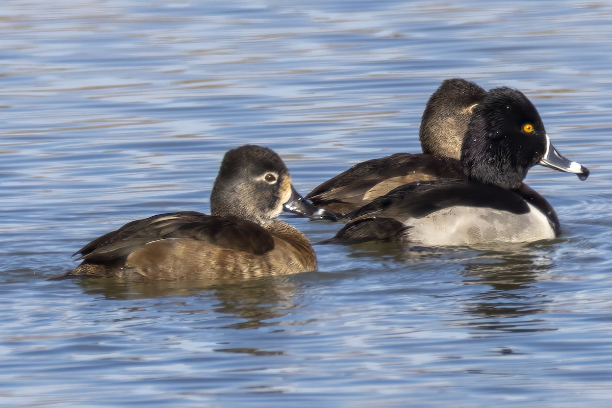 Ringschnabelente - ML646668438