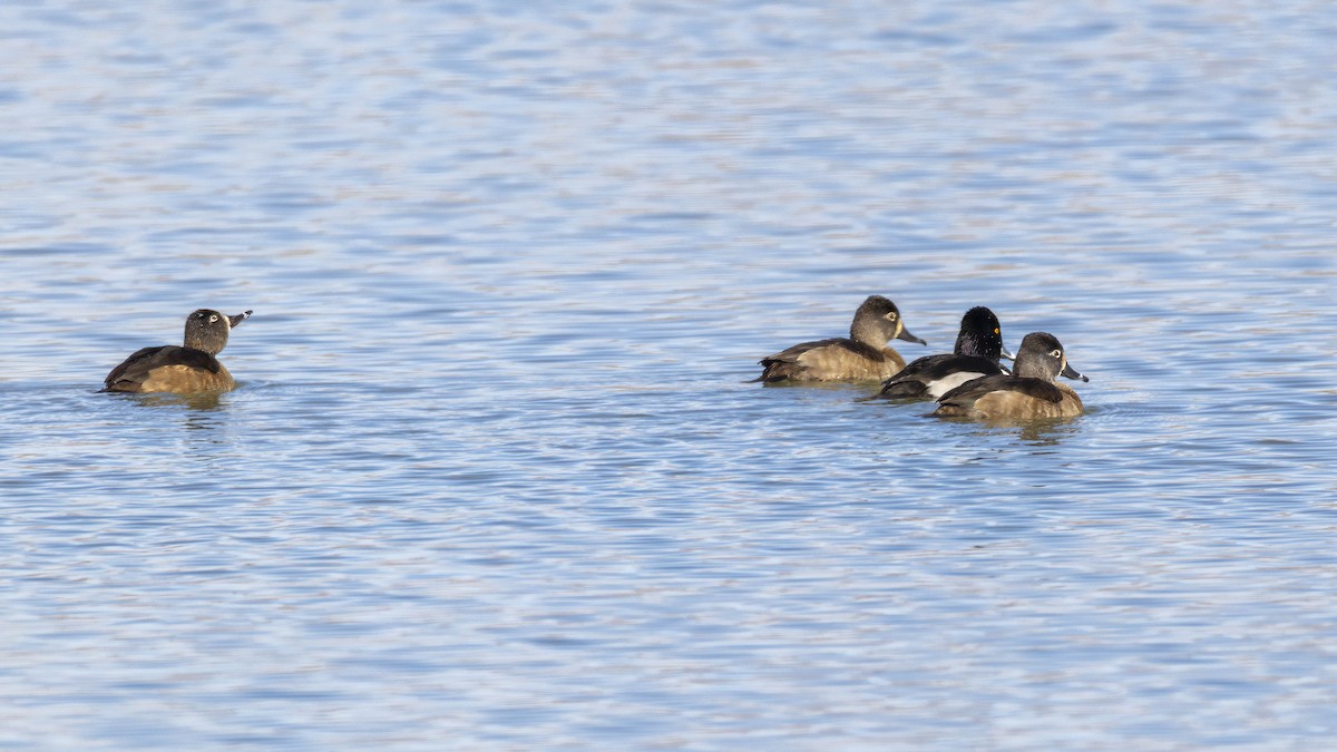 Ringschnabelente - ML646668439