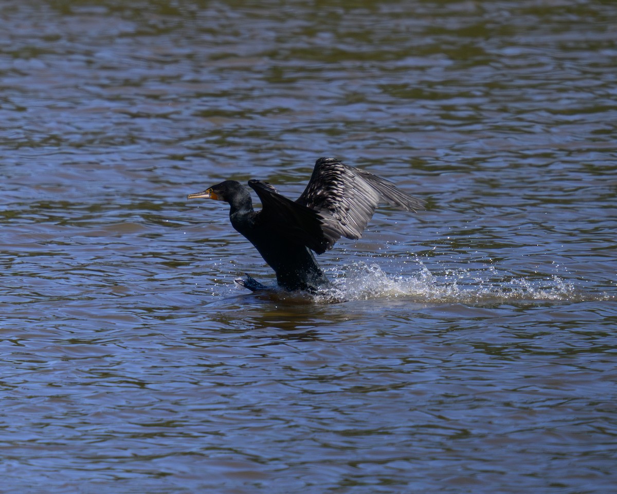 Great Cormorant - ML646668440