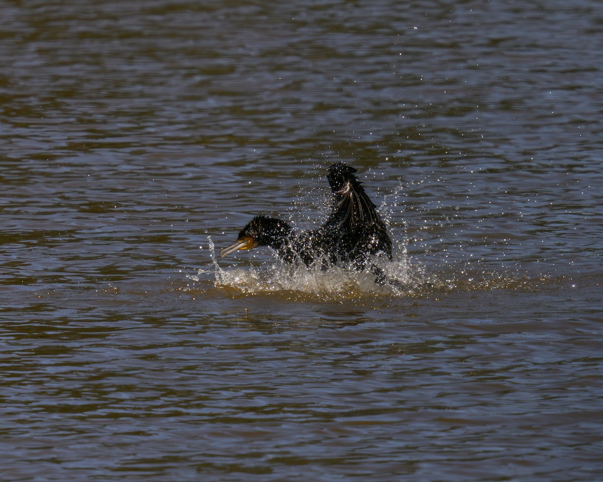 Great Cormorant - ML646668441