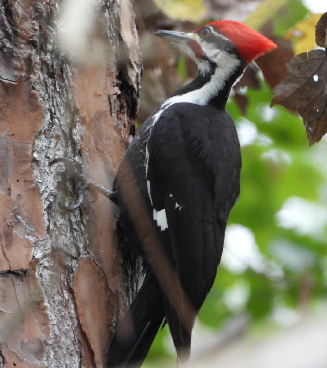 エボシクマゲラ - ML646668442