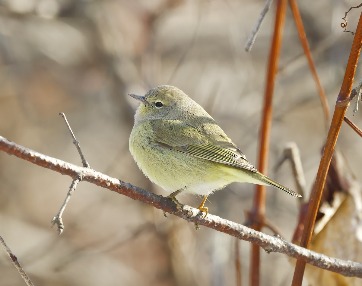 Turuncu Taçlı Ötleğen - ML646668447