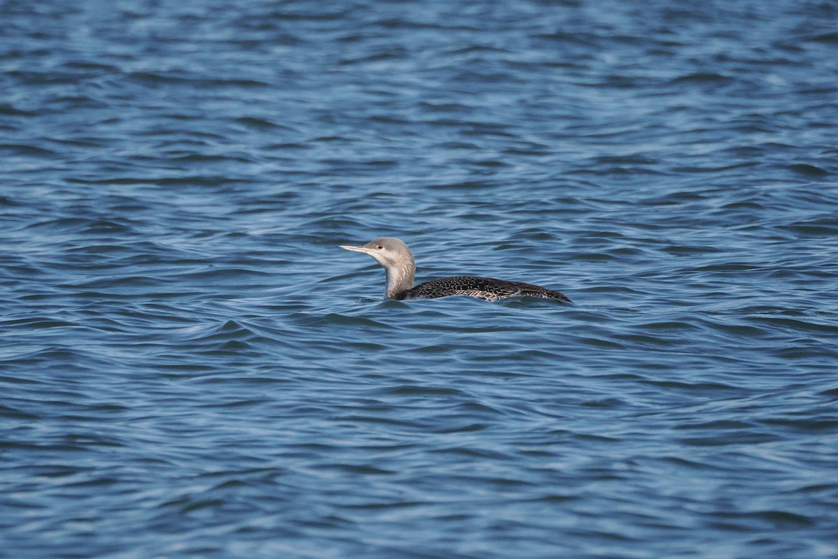 Strolaga minore - ML646668448