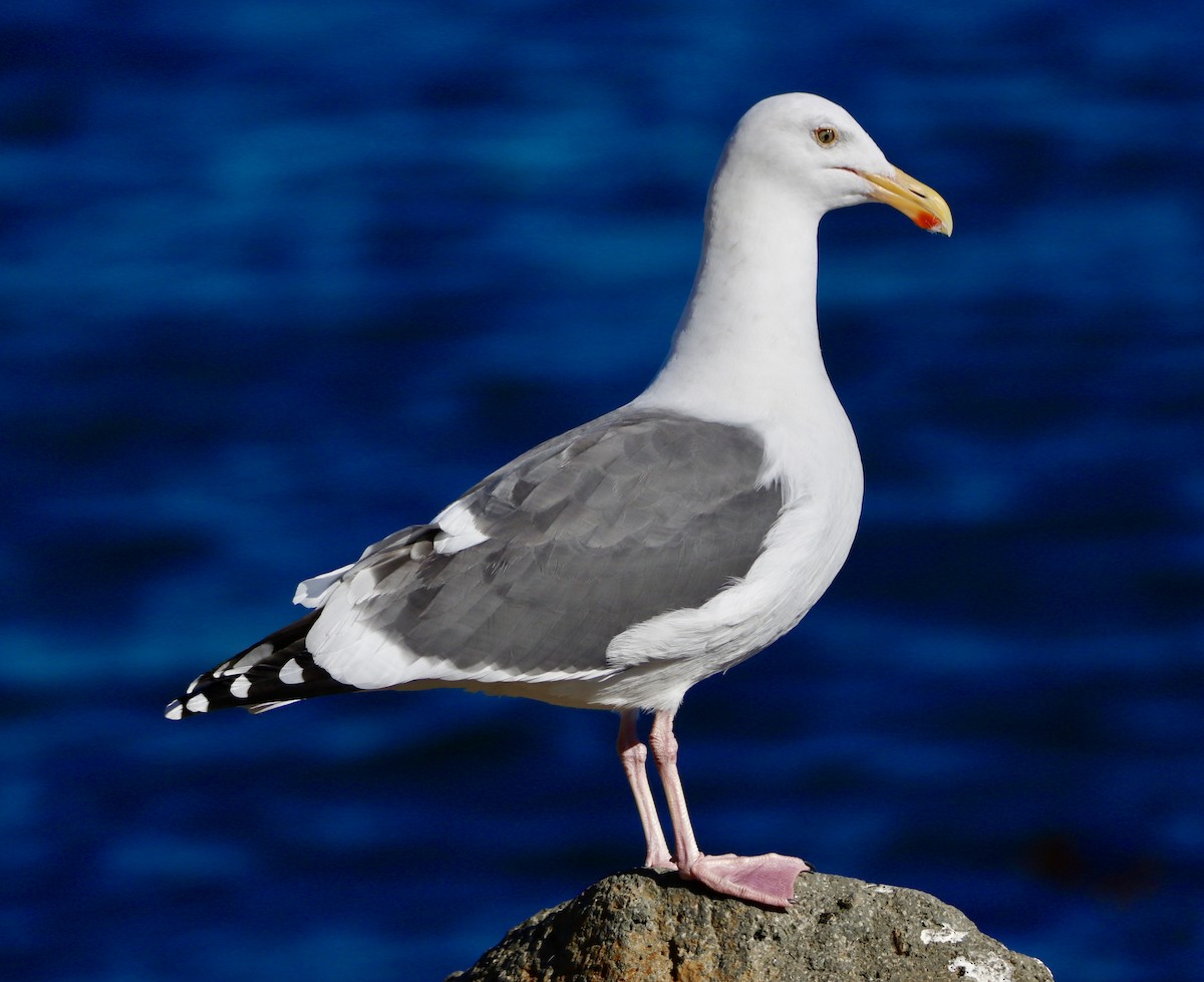 Gaviota Occidental - ML646668449