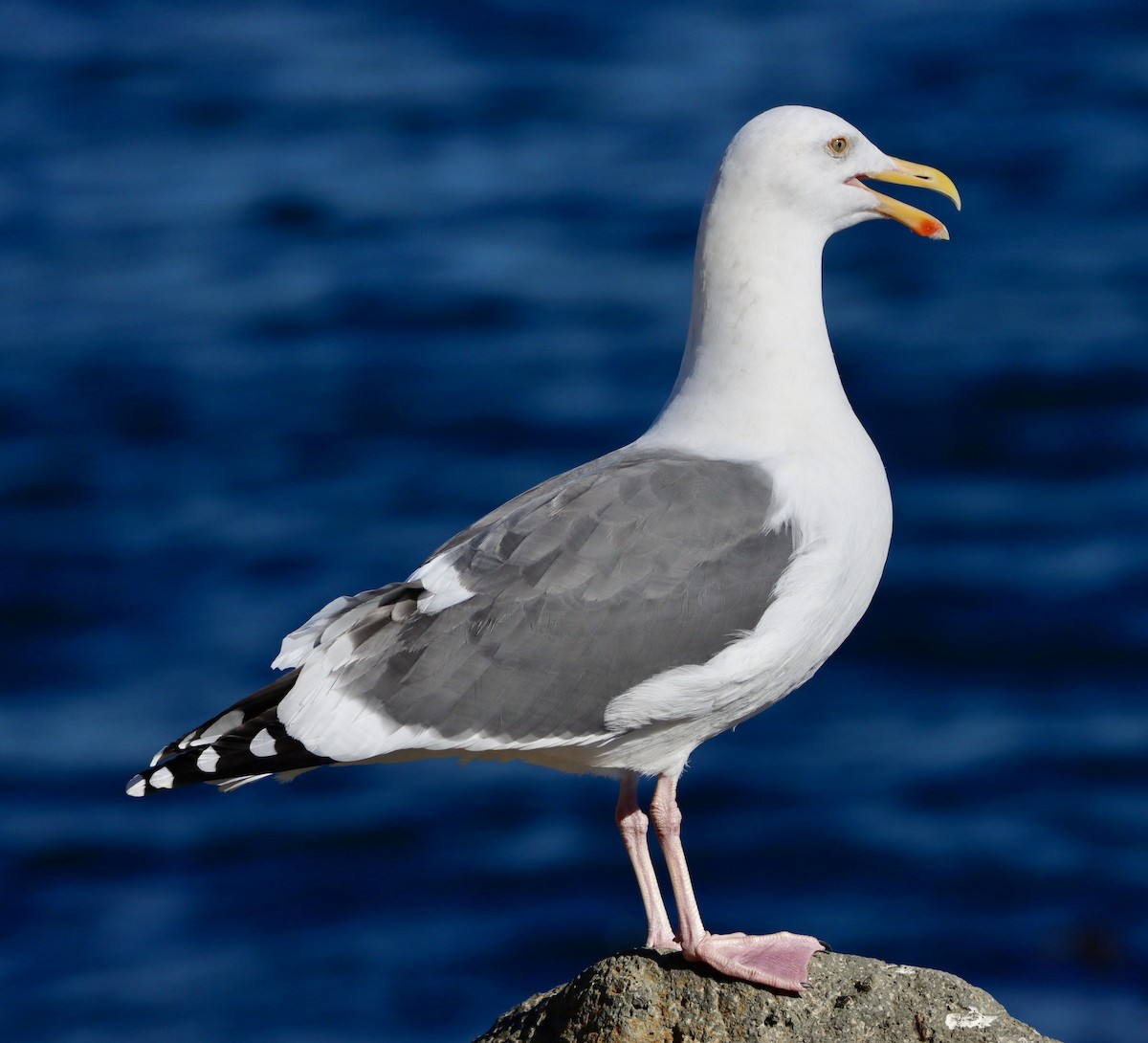 Gaviota Occidental - ML646668450