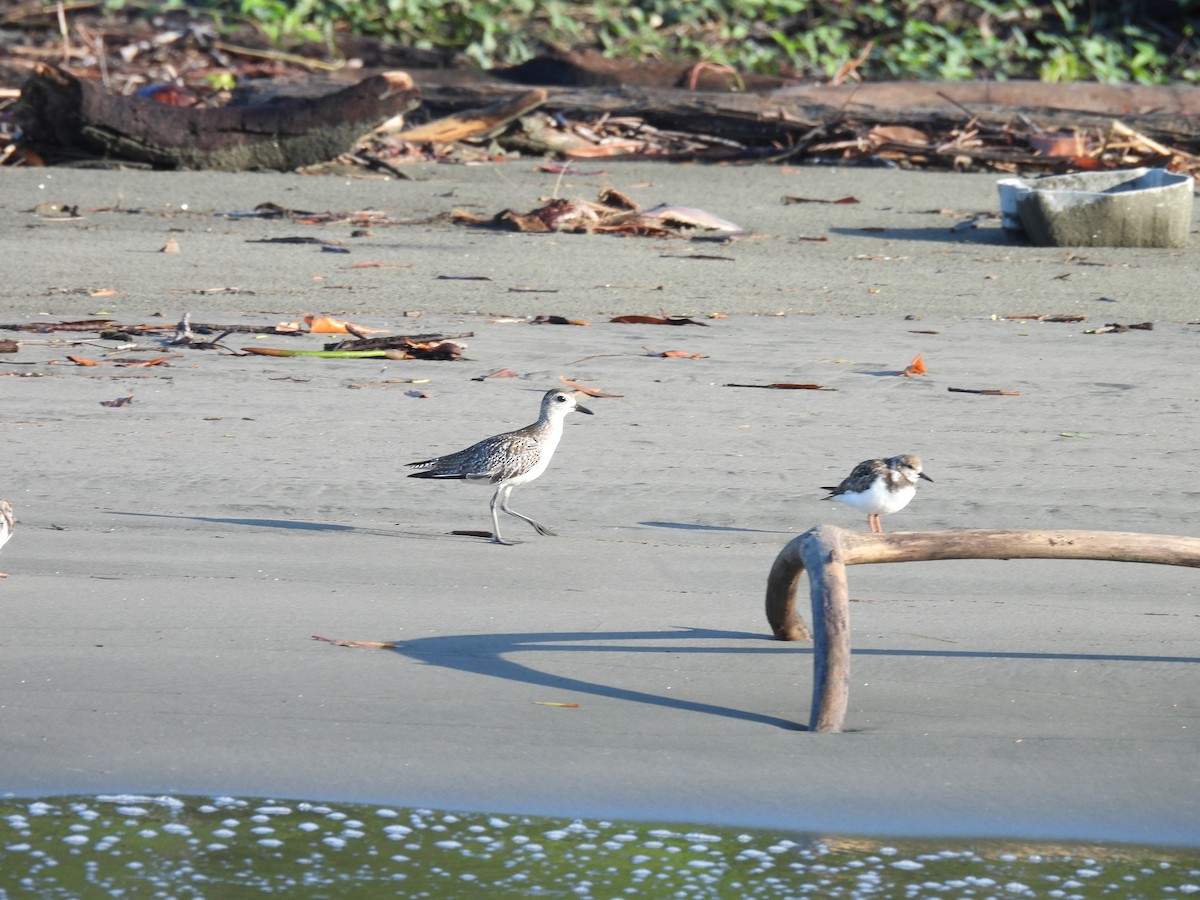 Black-bellied Plover - ML646668452