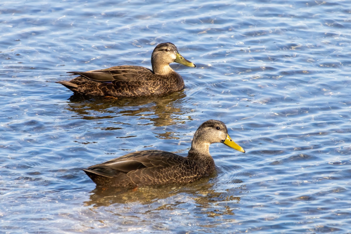 American Black Duck - ML646668453