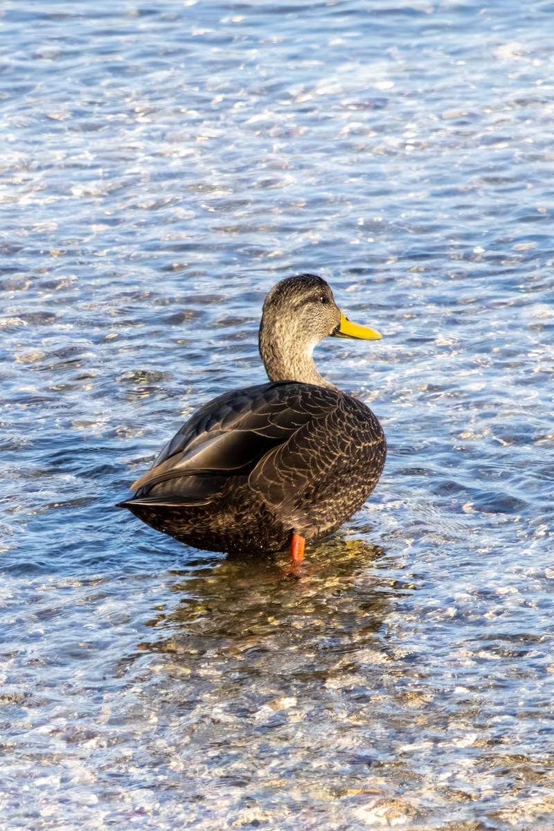 American Black Duck - ML646668454