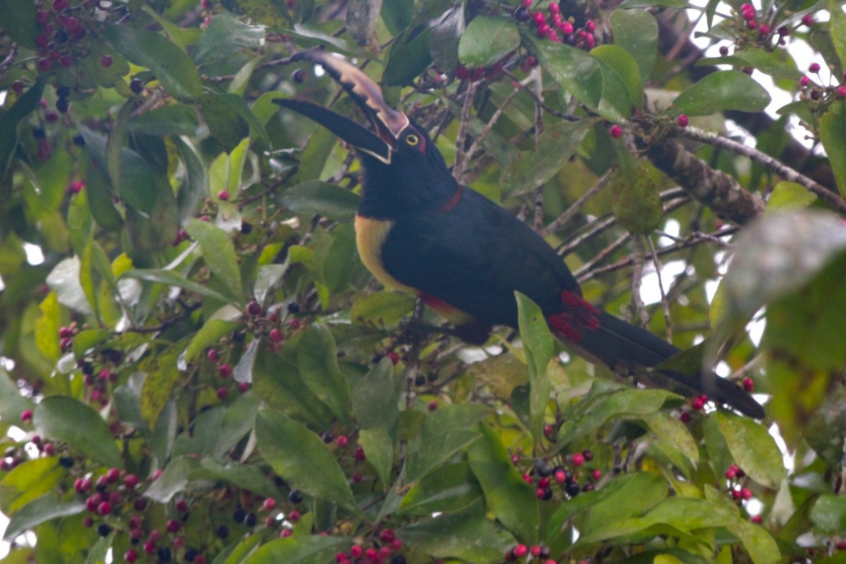 Collared Aracari - ML646668457