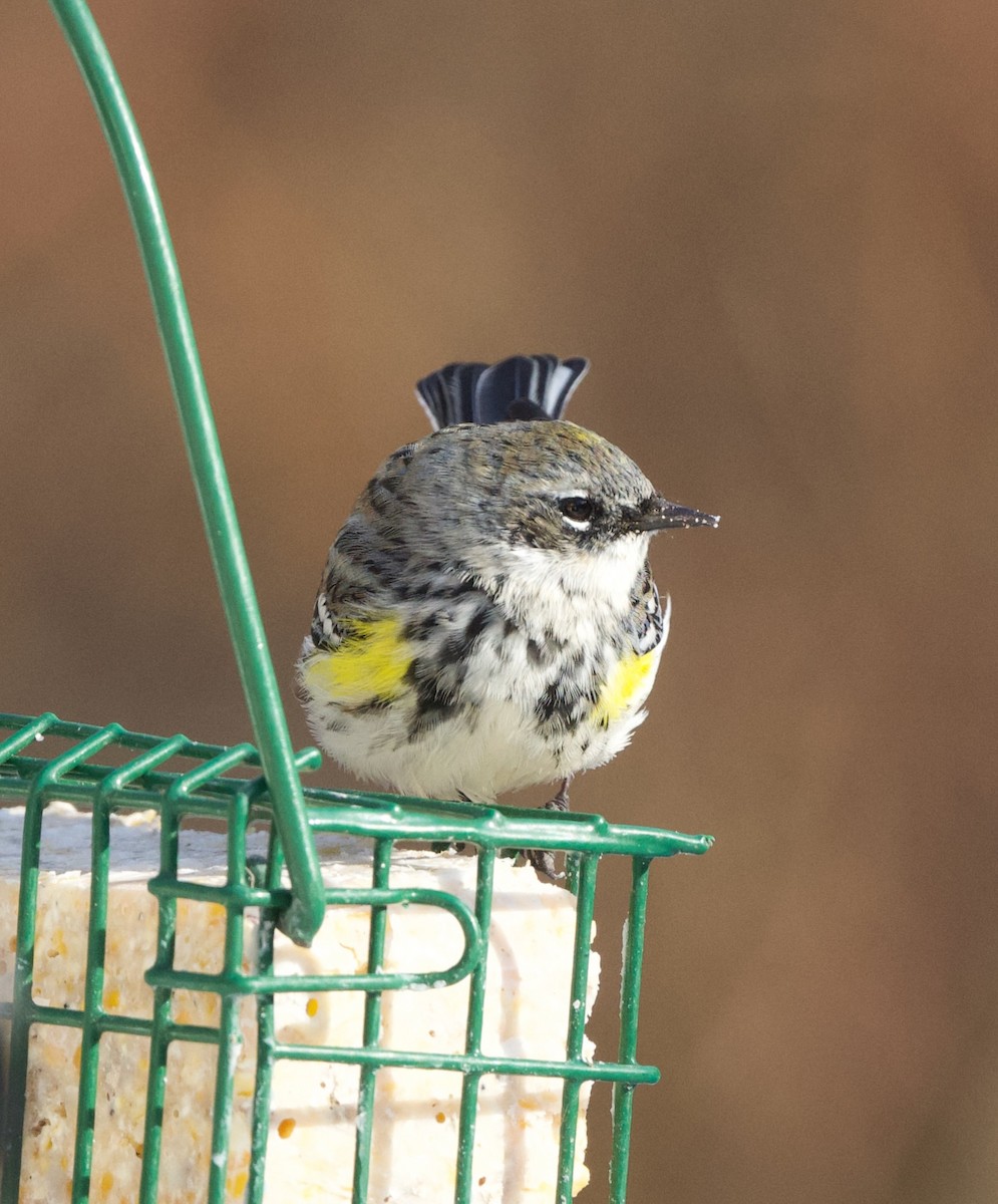 Taçlı Ötleğen - ML646668459