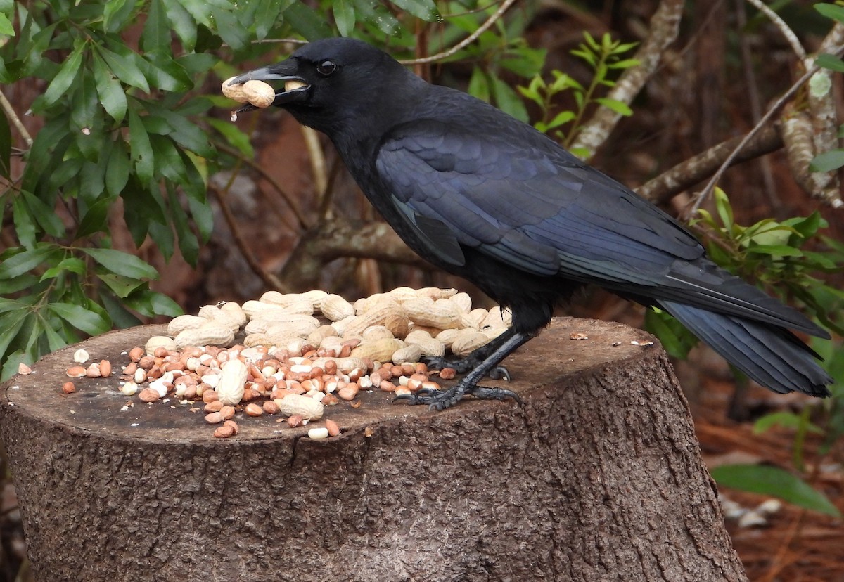 アメリカガラス - ML646668460