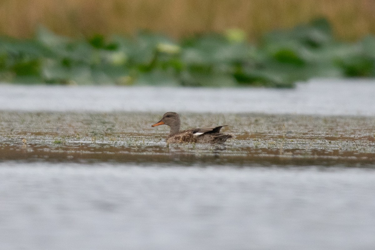 Boz Ördek - ML646668461