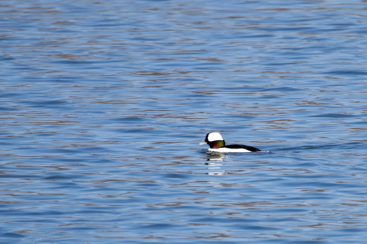 Bufflehead - ML646668462