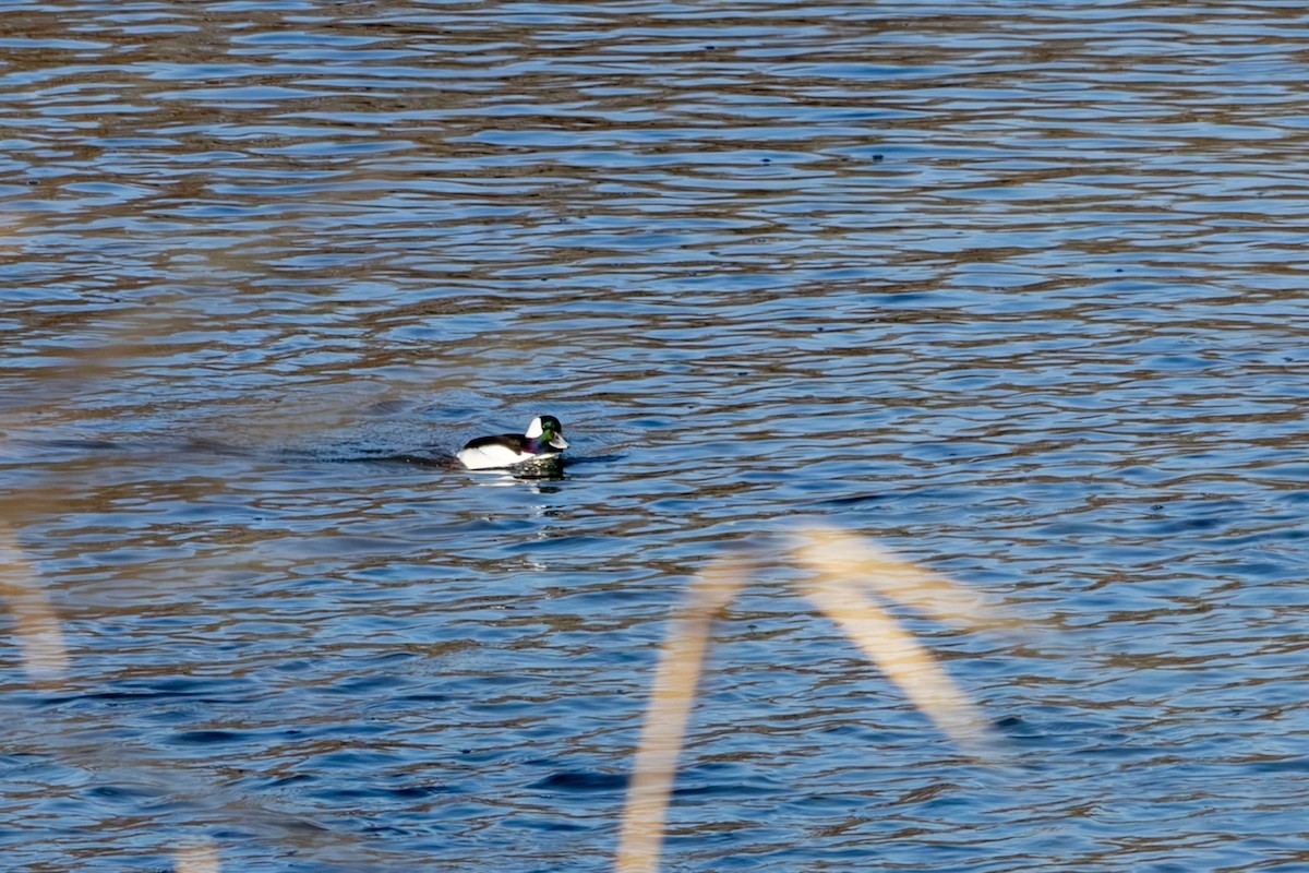 Bufflehead - ML646668463