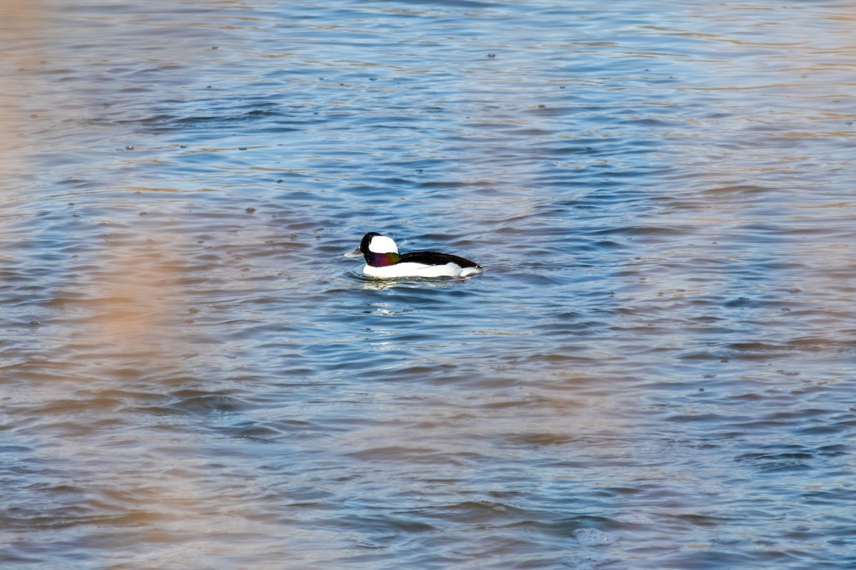 Bufflehead - ML646668464