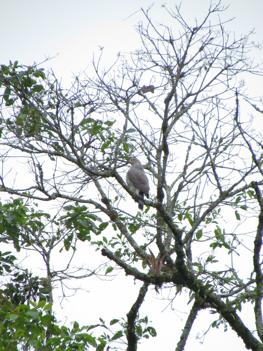 Roadside Hawk - ML646668466
