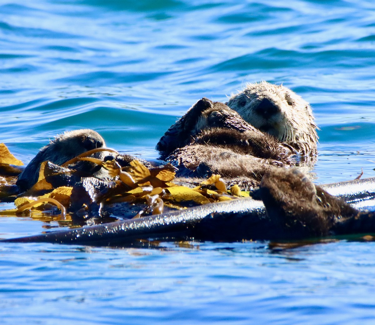 Nutria marina - ML646668472