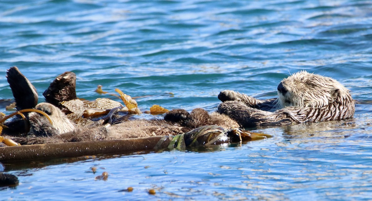 Nutria marina - ML646668473