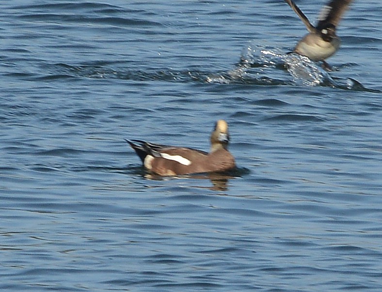 American Wigeon - ML646668475