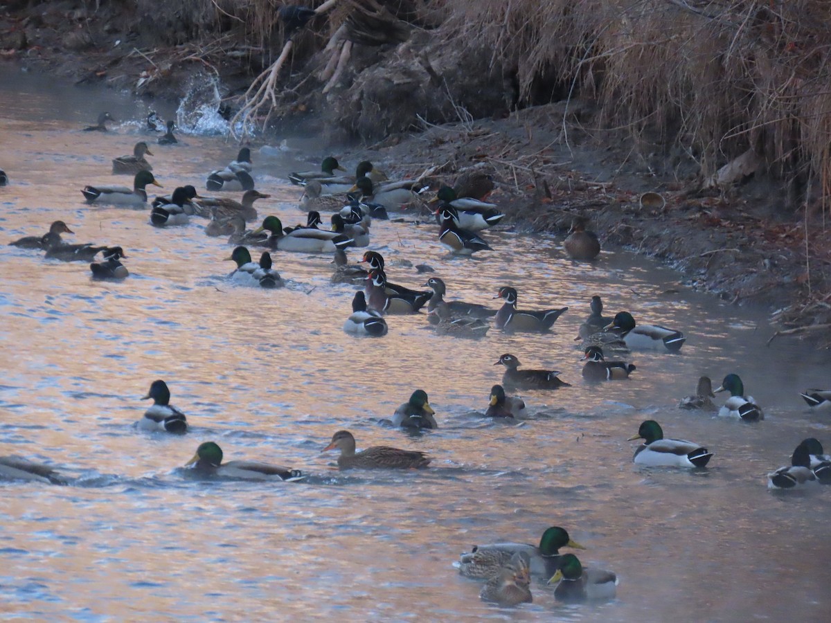 Mallard - ML646668476