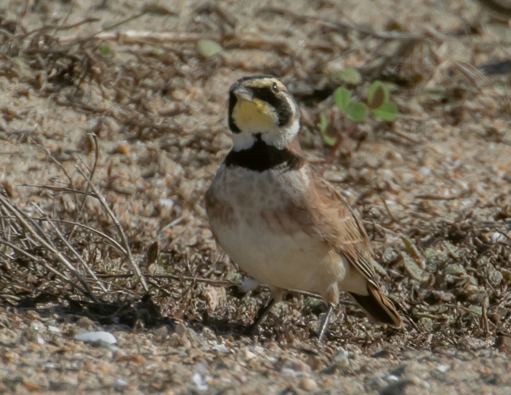 Horned Lark - ML646668479