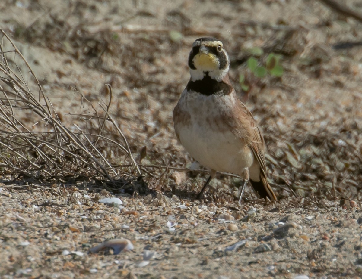 Horned Lark - ML646668480