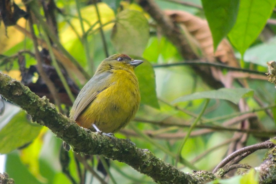 Olive-backed Euphonia - ML646668481