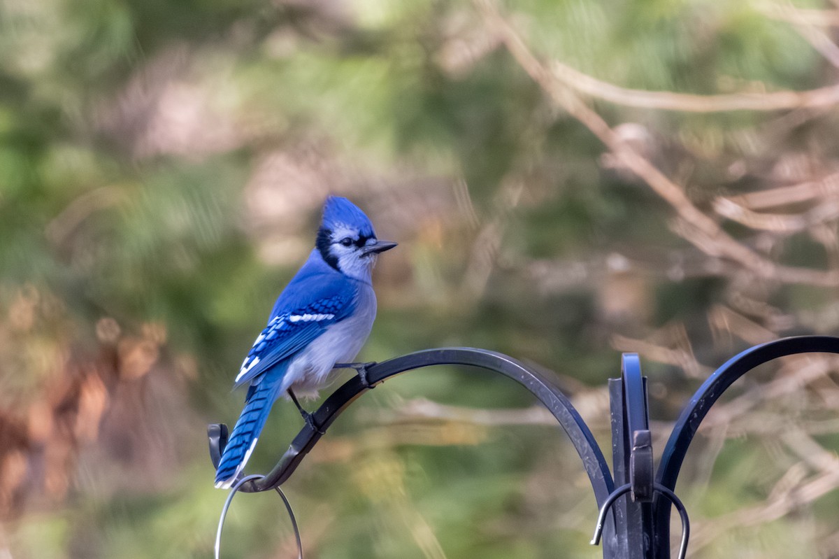 Blue Jay - ML646668483