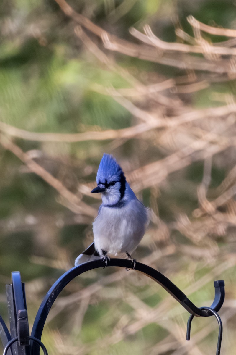 Blue Jay - ML646668484