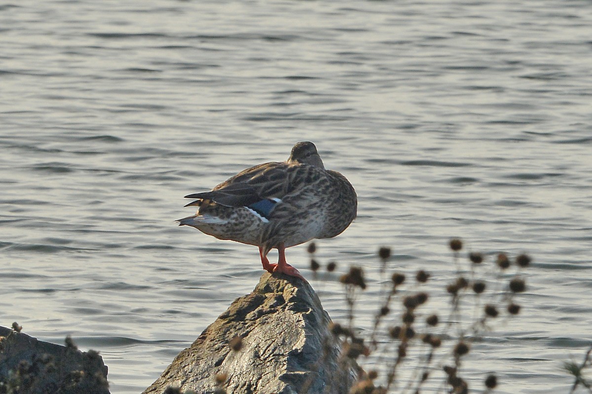 Mallard - ML646668485