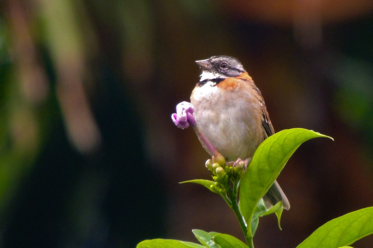 Rufous-collared Sparrow - ML646668487