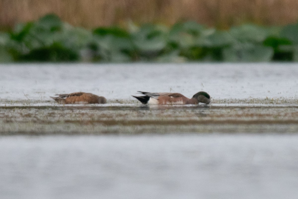 Amerika Fiyusu - ML646668488