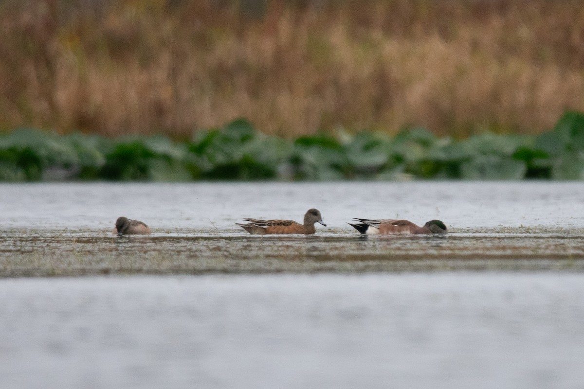 Amerika Fiyusu - ML646668489