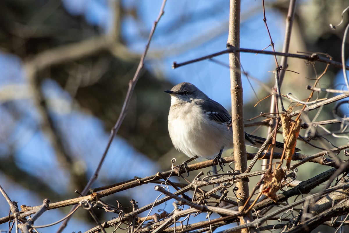 Northern Mockingbird - ML646668493