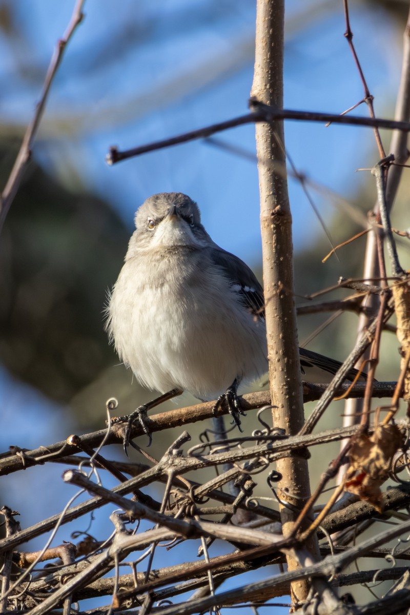 Northern Mockingbird - ML646668494