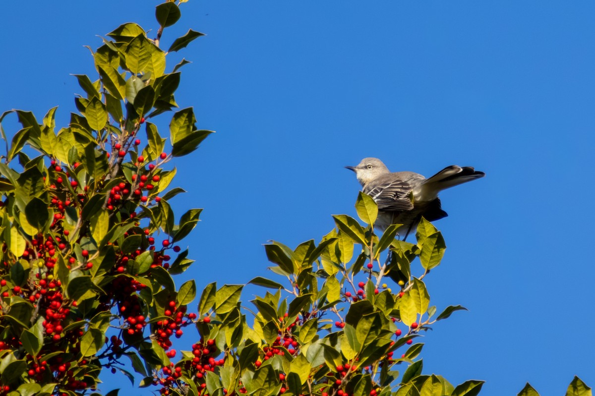 Northern Mockingbird - ML646668495