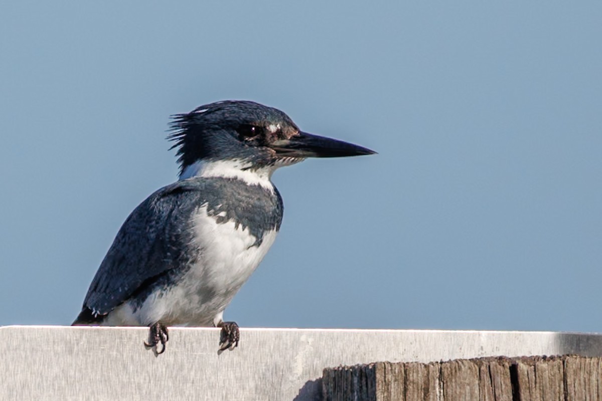 Belted Kingfisher - ML646668500