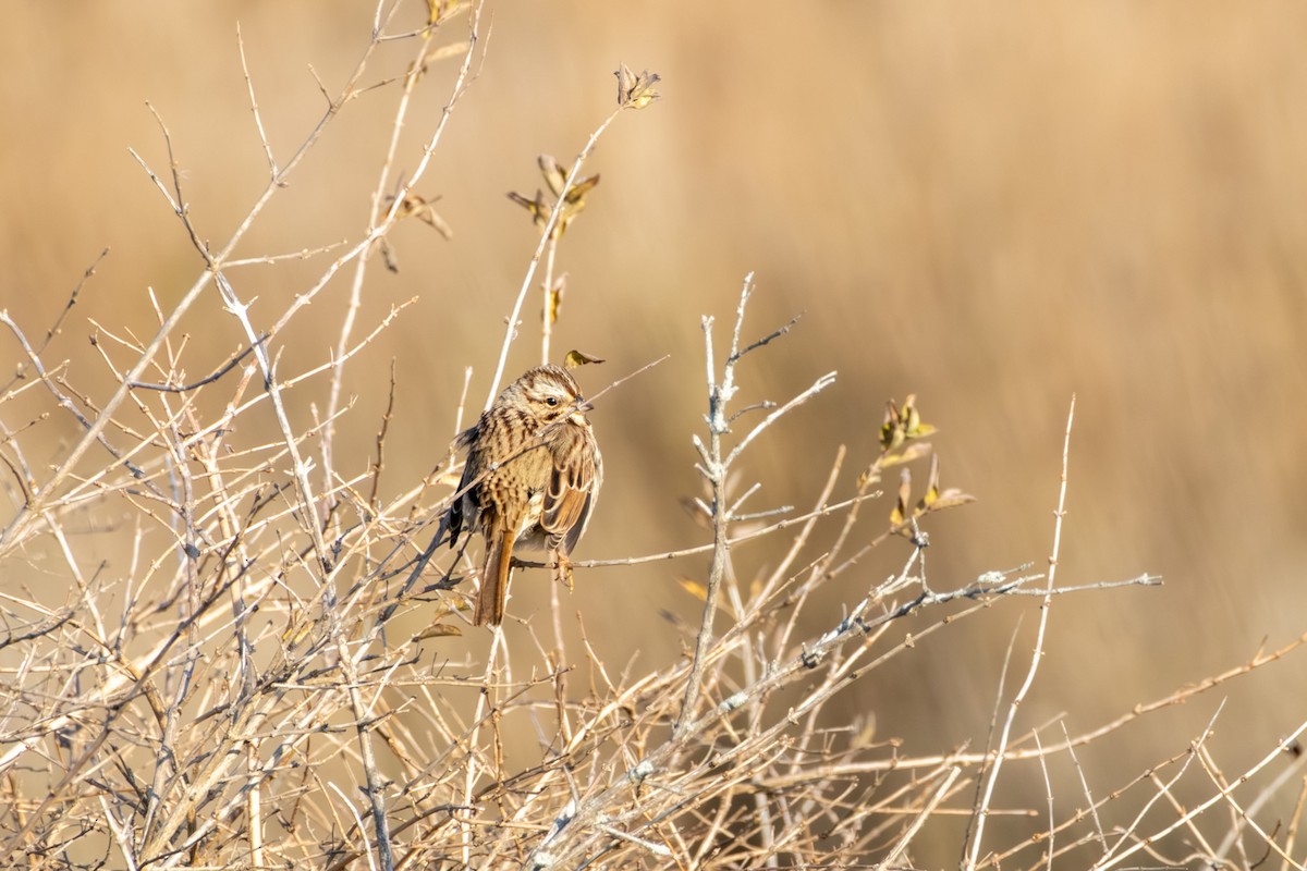 Song Sparrow - ML646668501