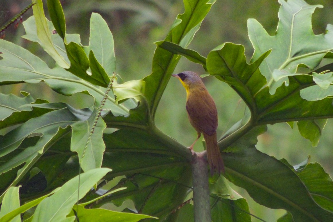 Gray-crowned Yellowthroat - ML646668502