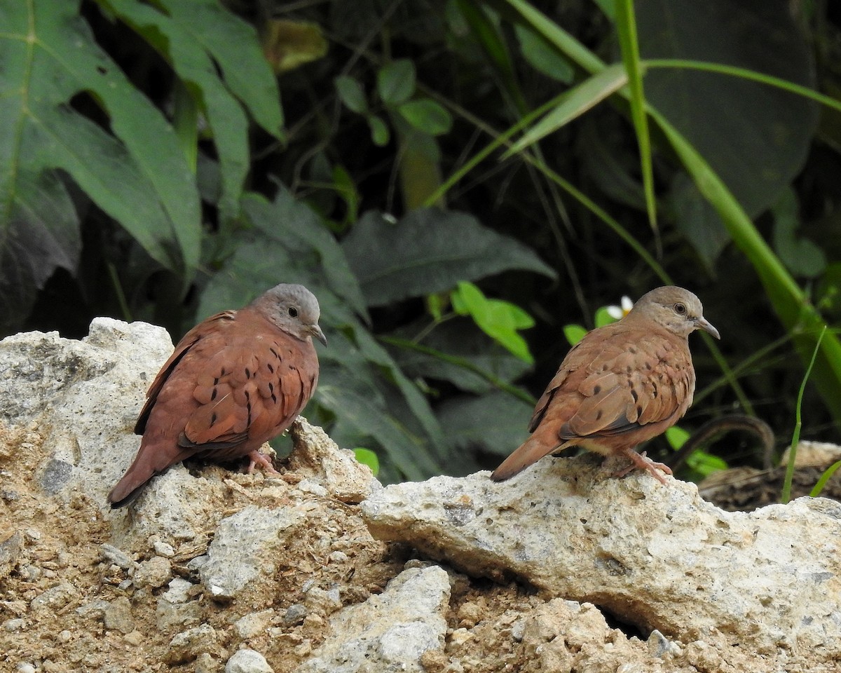 Ruddy Ground Dove - ML646668506