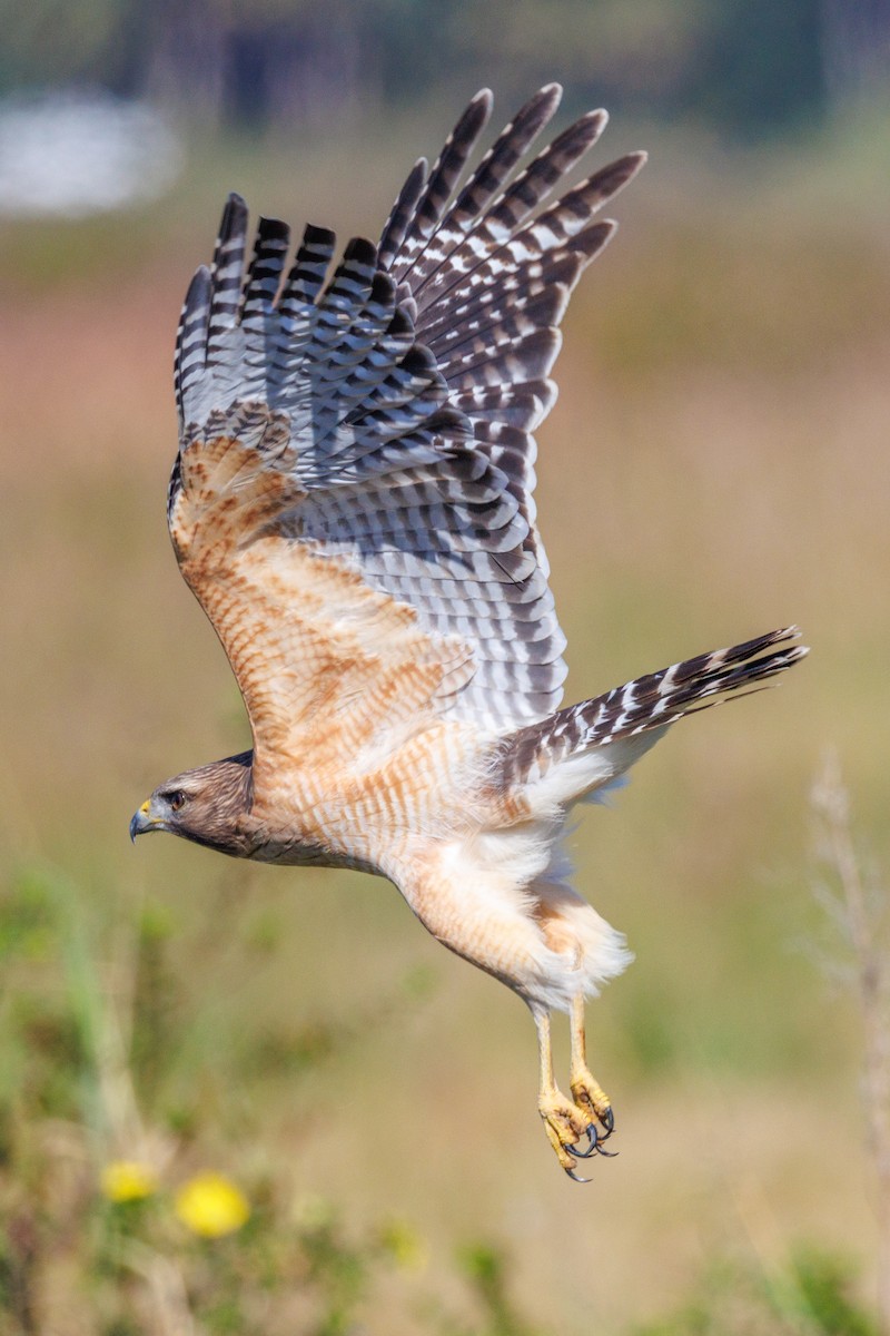 Red-shouldered Hawk - ML646668509