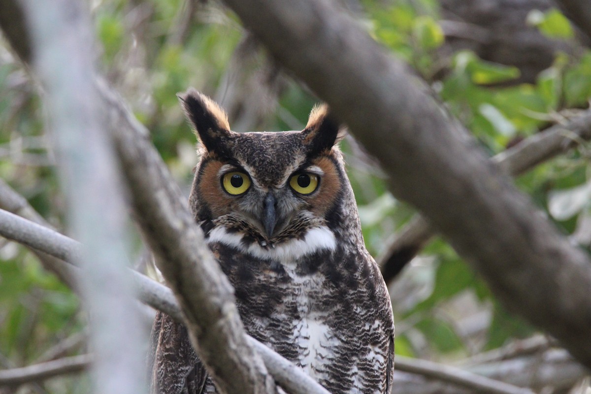 Great Horned Owl - ML646668510