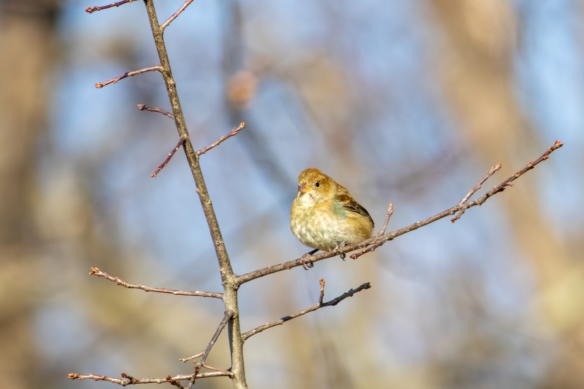 Indigo Bunting - ML646668511